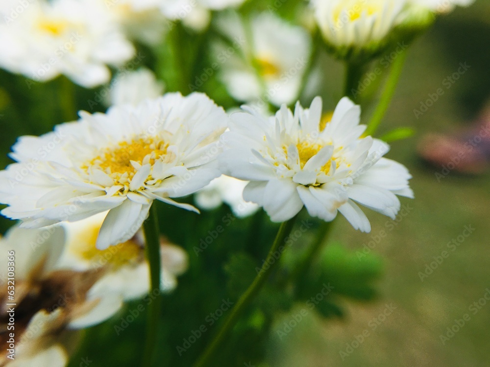 Obraz premium white daisies in a garden