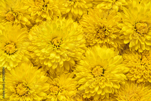 Floral background of yellow chrysanthemums. dandelions pattern