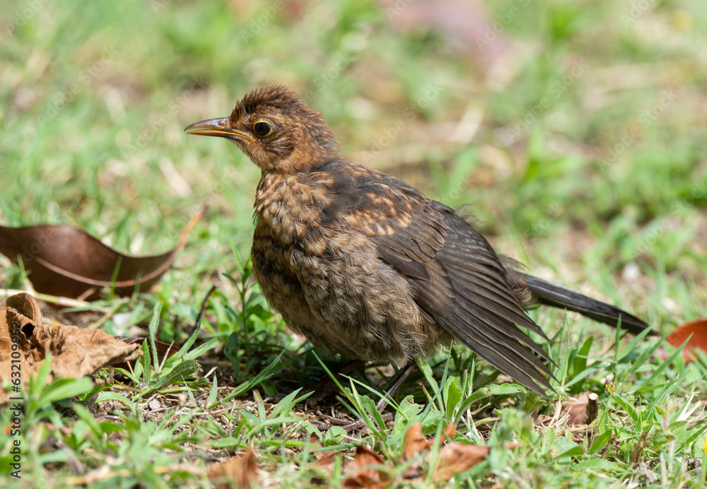 Merle noir,.Turdus merula, Common Blackbird Merle noir,.Turdus merula, Common Blackbird