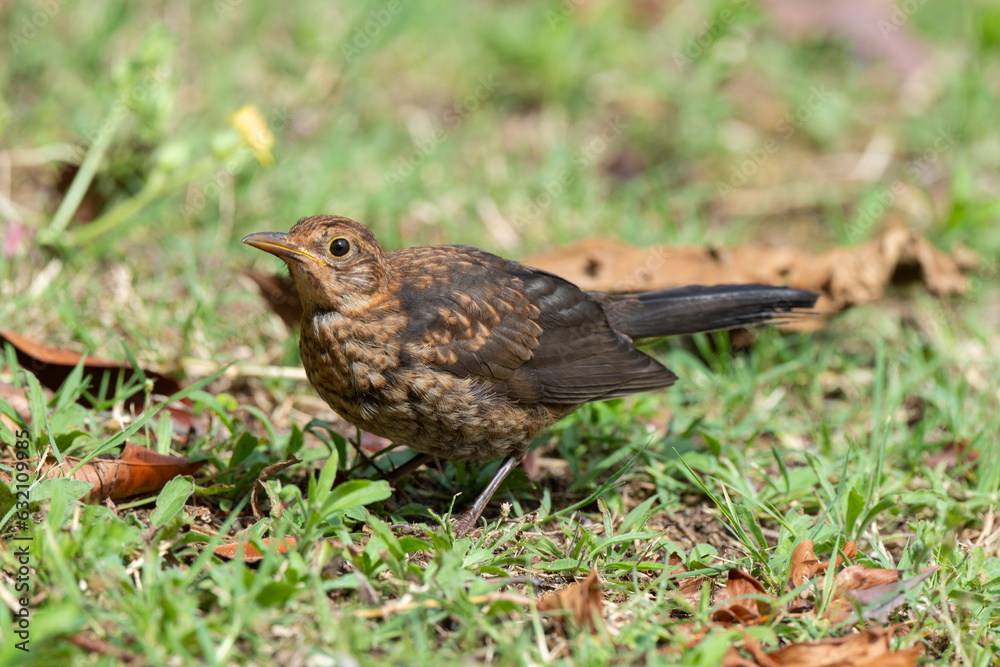 Merle noir,.Turdus merula, Common Blackbird Merle noir,.Turdus merula, Common Blackbird