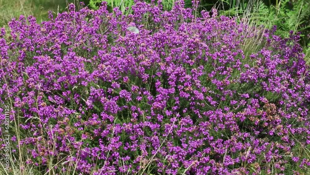 Bell Heather, Erica cinerea, in flower. Staffordshire. England. UK Bell Heather, Erica cinerea, in flower. Staffordshire. England. UK