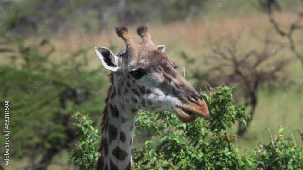 Close-up shot of a beautiful giraffe eating and chewing leaves from the tops of trees Close-up shot of a beautiful giraffe eating and chewing leaves from the tops of trees