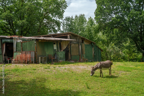 Hills of Oltrepo Pavese at June. Donkey photo