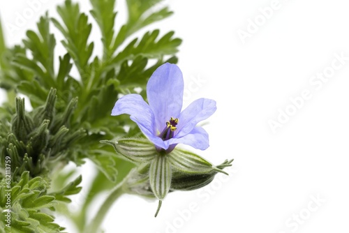 Pretty purple, bluish flower of Erodium ciconium plant isolated on white background, copy space photo