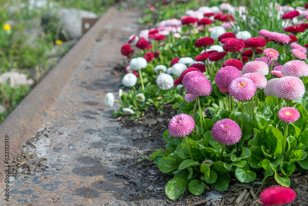 Fototapeta premium Pink and white daisies in the flower bed