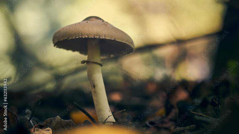 Fototapeta premium a mushroom among the dry autumn leaves.