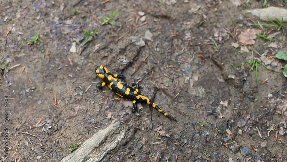 A black and yellow salamander slowly creeps upward, a rare animal due to the red book A black and yellow salamander slowly creeps upward, a rare animal due to the red book