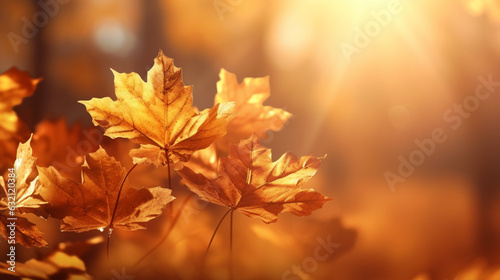 Ambiance automnale  feuilles oranges  jaunes  dor  s sur les branches d un arbre. Arri  re-plan de flou et lumi  re. Automne  feuilles mortes. Pour conception et cr  ation graphique