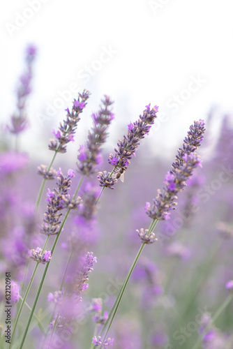 Sunset over a violet lavender field .Valensole lavender fields, Provence