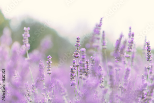 Sunset over a violet lavender field .Valensole lavender fields  Provence