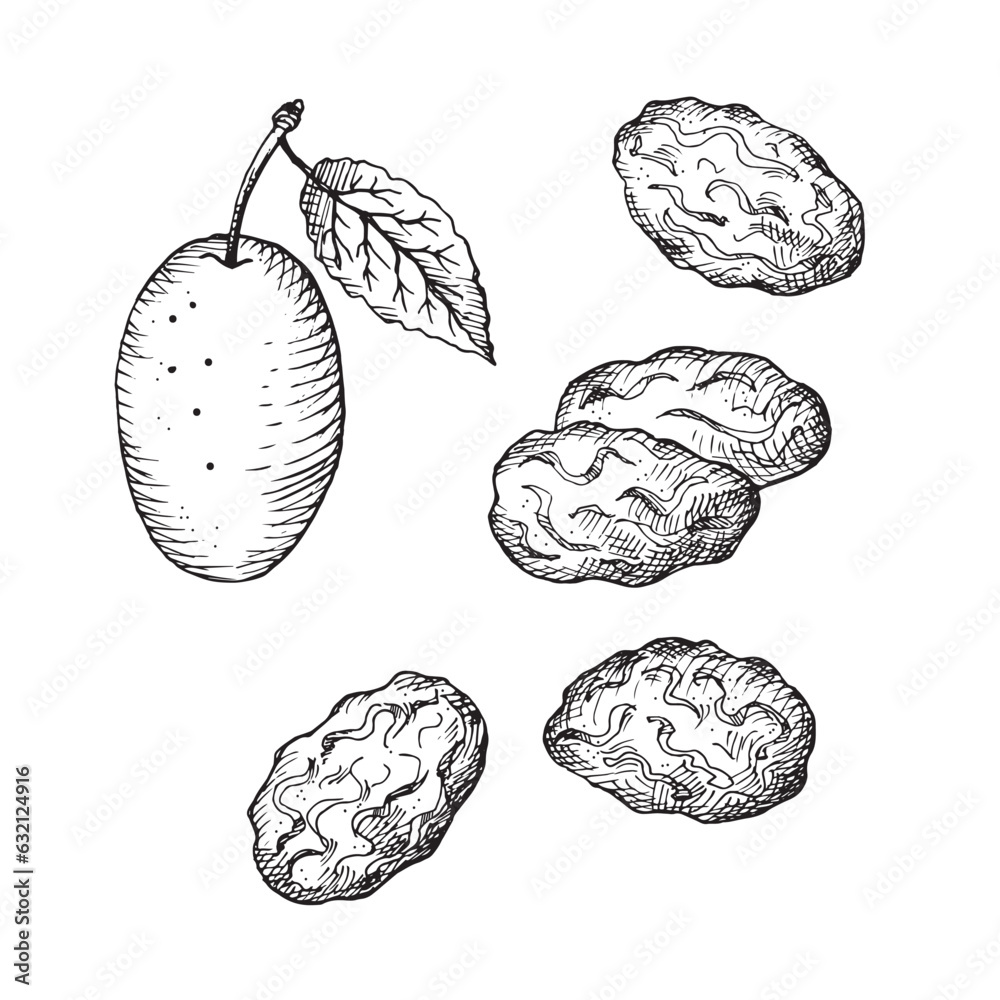 Prunes drawing of dry plum fruit.Hand drawn dried fruits, fresh fruits