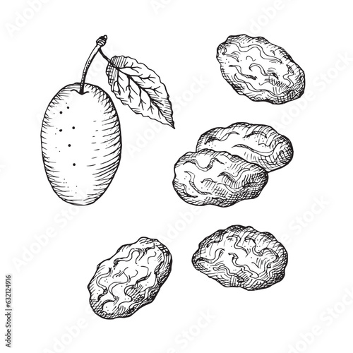 Prunes drawing of dry plum fruit.Hand drawn dried fruits, fresh fruits, vector illustration on isolated white background.Oriental sweets, damson, healthy food. For print, label, template, logo, card.