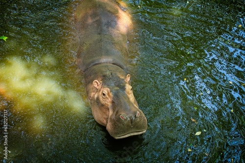 Fototapeta Naklejka Na Ścianę i Meble -  Hippopotamus in the water