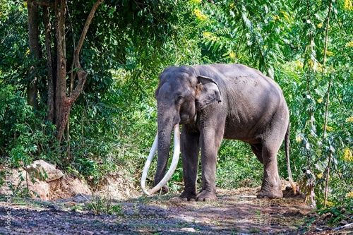 Elephant walking in the forest