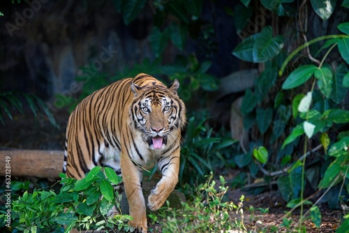 Tiger walking and looking ahead 