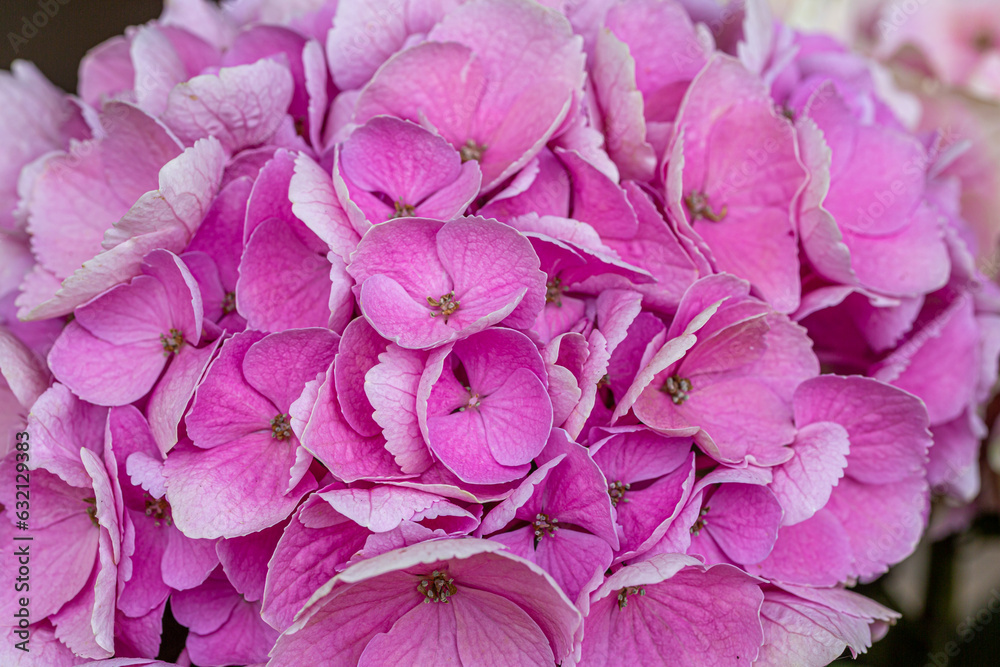 blooming colorful Hydrangea(Big-leaf Hyrdangea) flowers,close-up Hydrangea flowers blooming in the garden in summer.Two tone hydrangea flowers for gardening and decoration ideas. blooming colorful Hydrangea(Big-leaf Hyrdangea) flowers,close-up Hydrangea flowers blooming in the garden in summer.Two tone hydrangea flowers for gardening and decoration ideas.
