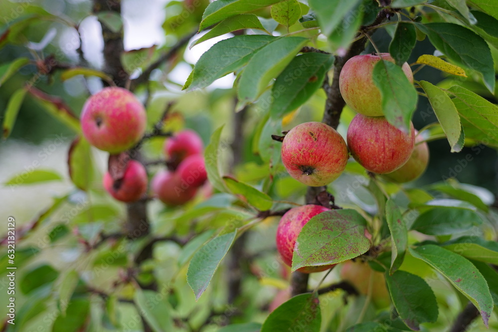 Beautiful apples grow on a tree