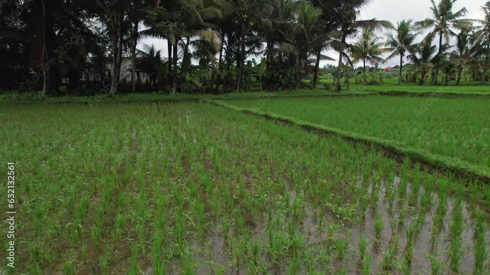 Aerial drone view flying over rice paddy and green palm trees, moving in slow motion. Terrace field with plants in water, Bali island. Concept of food grow and agriculture Aerial drone view flying over rice paddy and green palm trees, moving in slow motion. Terrace field with plants in water, Bali island. Concept of food grow and agriculture