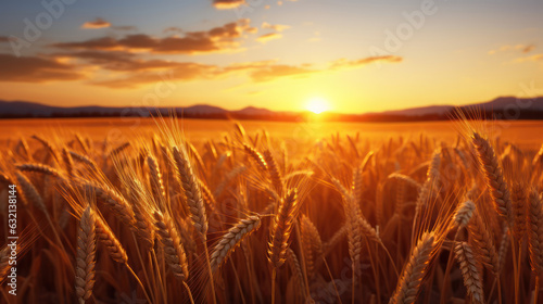 Wheat field at sunset with a warm golden light. © red_orange_stock