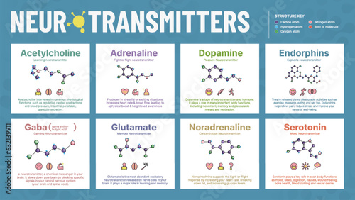 Neurotransmitters All Six Hormone-Acetylcholine, Adrenaline, Dopamine, Endorphins, Gaba, Glutamate, noradrenaline, and Serotonin- Chemical Molecular structure - Visual Vector Infographic Design photo