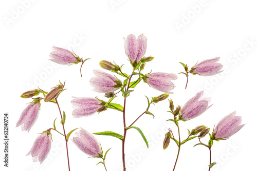 Bell flower isolated on white background. Beautiful flower arrangement of pink bells.