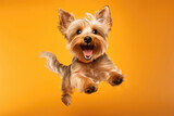 Very Happy Yorkshire Terrier Dog In Jumping, In Flight On Orange Background