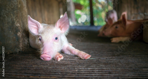 A portrait of a cute small piglet cute newborn flop on the pig farm with other piglets.Pig Breeding farm in swine business in tidy and indoor