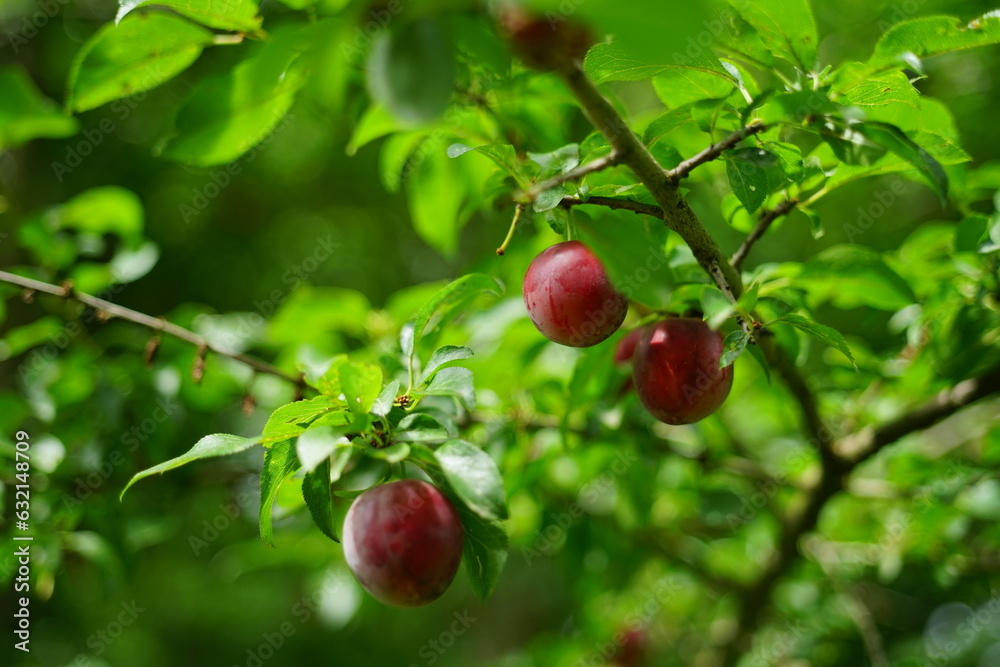 Juicy plum fruits spread in the garden
