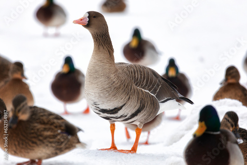Greater white-fronted goose walking in the snow photo