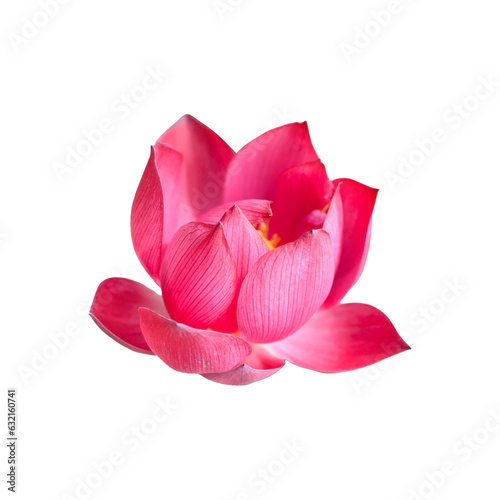 Pink lotus flower on png transparent background © nungning20