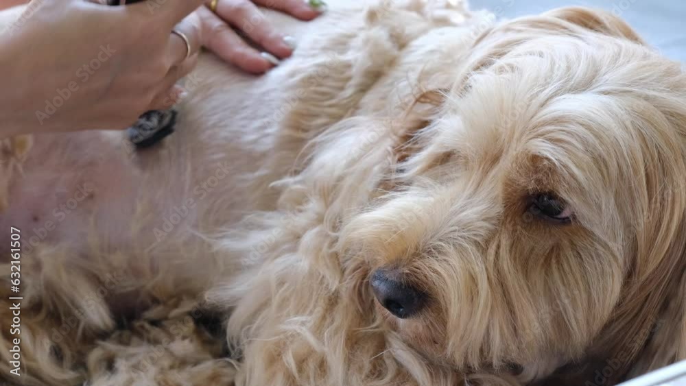 Female groomer use clipper cut Cockapoo dog hair on floor. Woman
