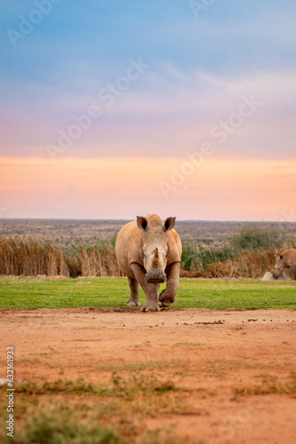 Canvas Print Rhinoceros in open field