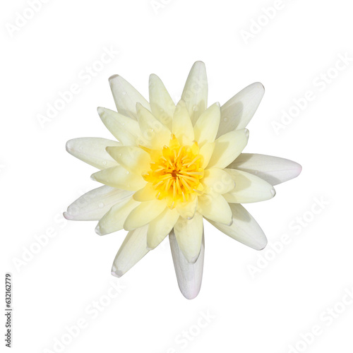 White water lily lotus on png transparent background