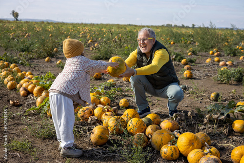 Mature father collecting pumpkins together with three years old daughter on the countryside