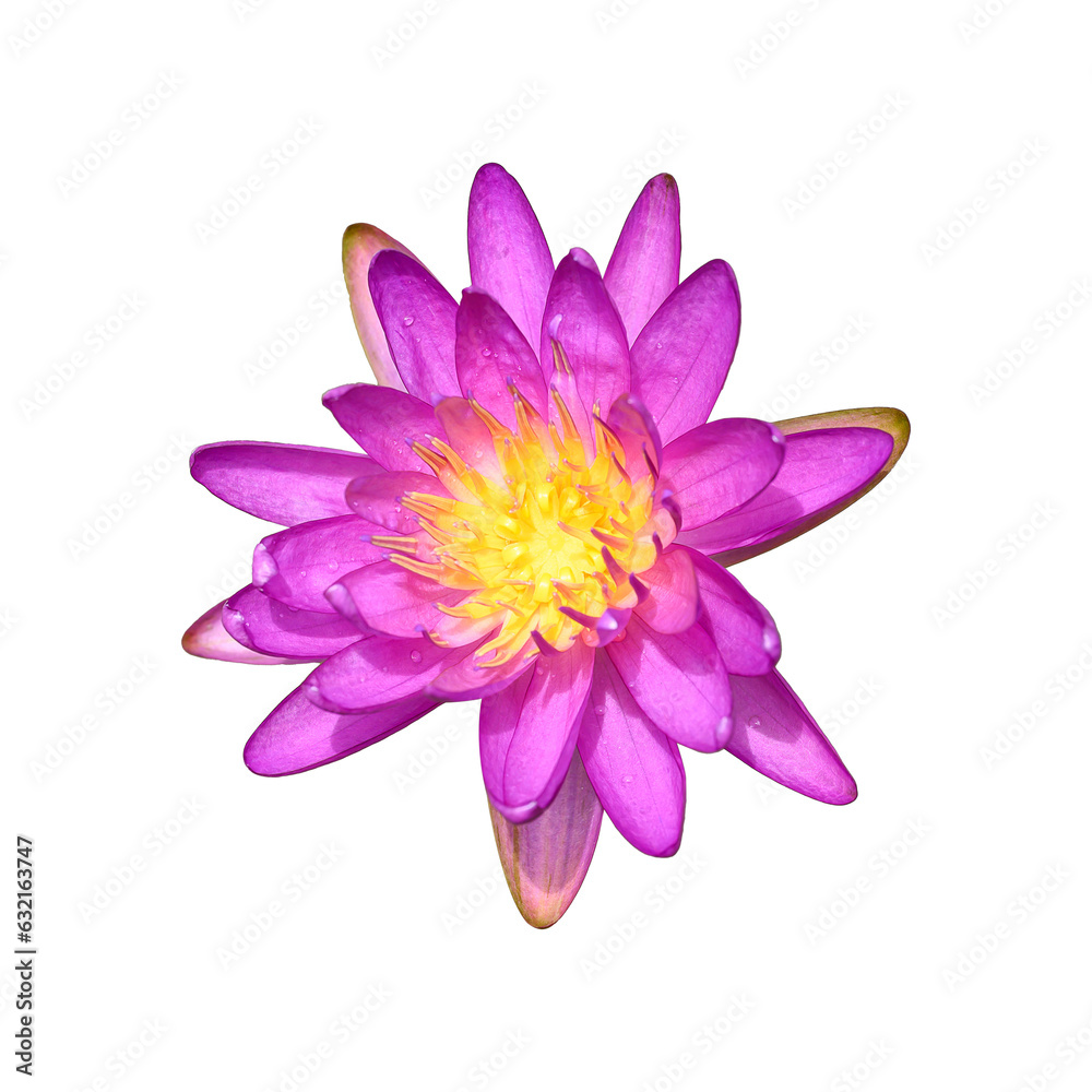 Purple water lily lotus on png transparent background