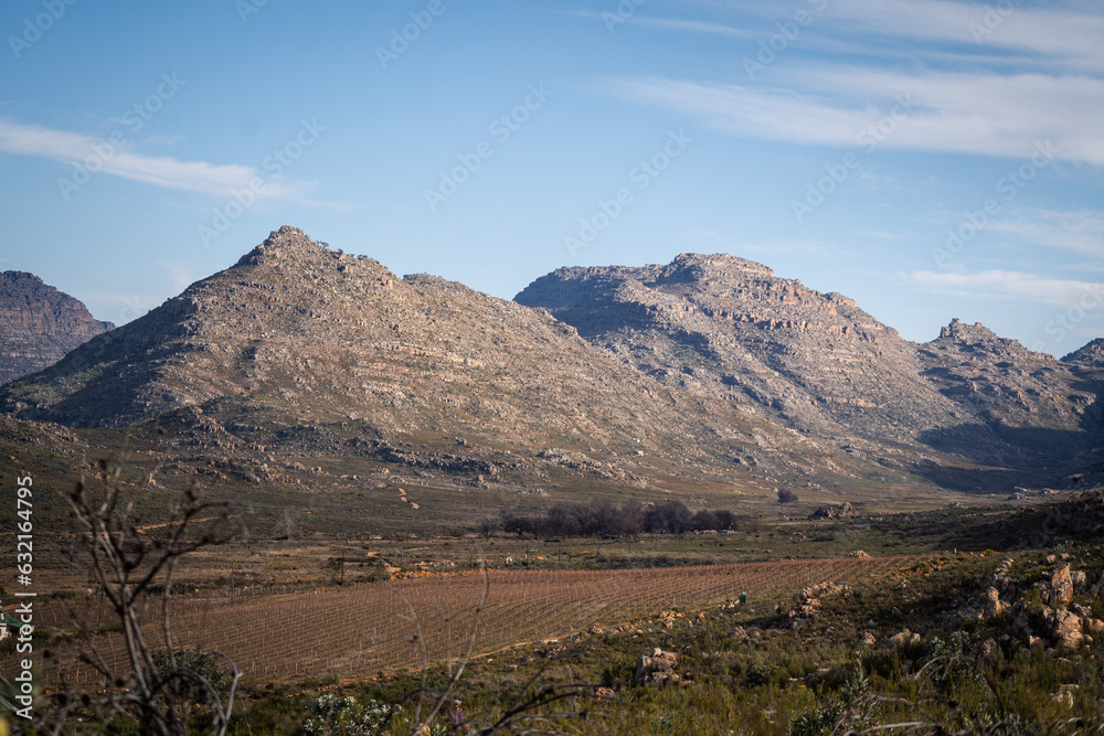 Cederberg mountain scape with vineyard in foreground