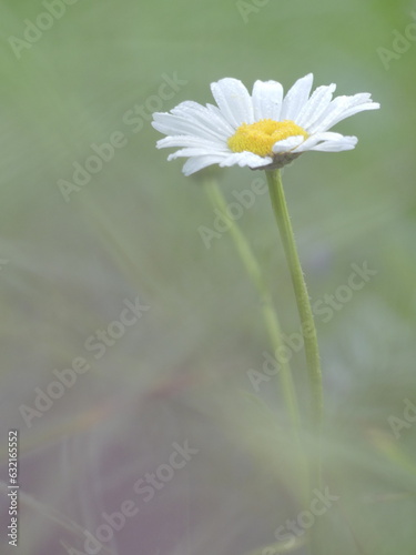 Grande marguerite (Chrysanthemum maximum) 