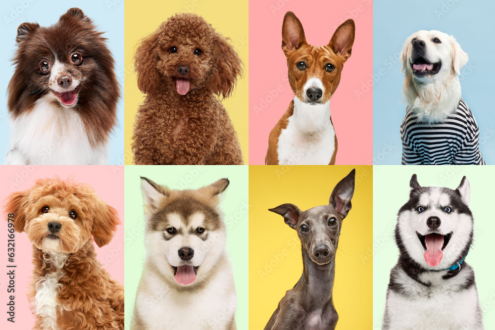 Playfulness. Collage made of portraits of happy dogs against pastel color background.