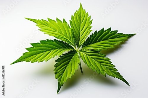 A leaf of a marijuana plant on a white background. Top view of cannabis leaves
