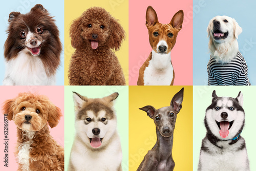Fototapeta Naklejka Na Ścianę i Meble -  Playfulness. Collage made of portraits of happy dogs against pastel color background.