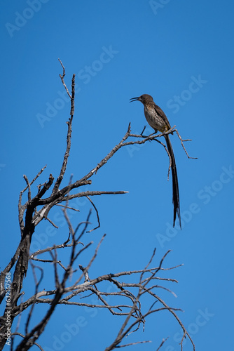 Cape sugar Bird, Suiker brekkie, sitting on a branch photo