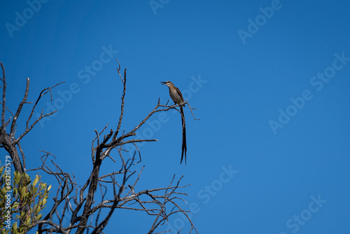 Cape Sugar Bird sitting on a branch photo