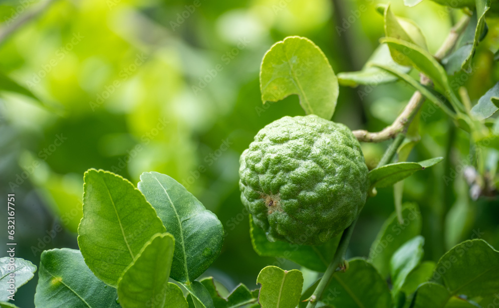 Fresh green bergamot fruit hanging from branch. bergamot tree garden and healthy food concept, group of bergamot,Bergamot medicinal plants with many Fresh green bergamot fruit hanging from branch. bergamot tree garden and healthy food concept, group of bergamot,Bergamot medicinal plants with many