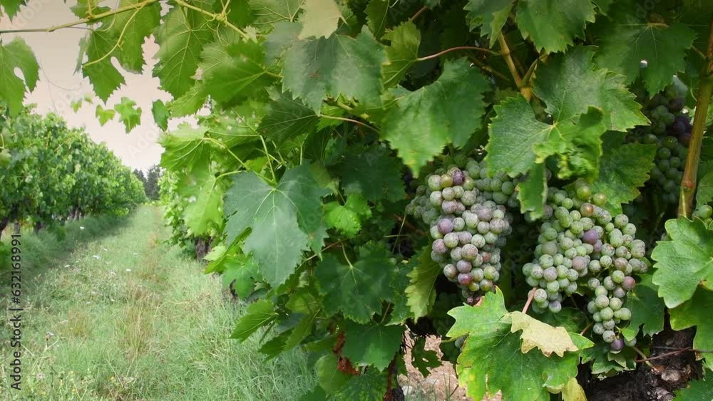 Bunches of white grapes on the vineyard before the harvest period. Chianti Classico area of Tuscany. Italy.