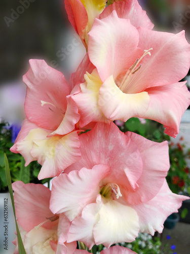 Gladiolus pink orange white color on blur background. Summer garden. Beautiful flower. Iris family. Iridaceae. Beauty in nature. Flowering bulb. Gladioleae. Celebration card. Sword Lily. Ben venuto. photo