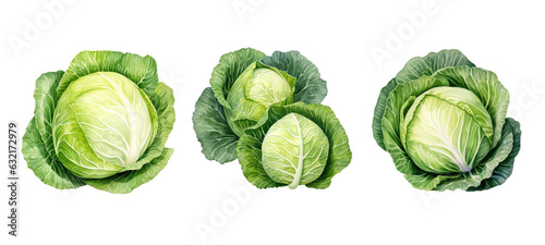 healthy cabbage watercolor