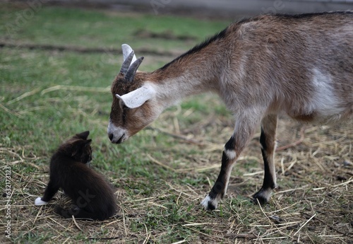 goat on the farm