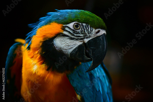 blue and yellow macaw