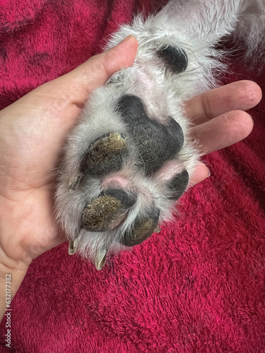 Rough thickness and dry skin texture on dog paw.The Nasodigital Hyperkeratosis disease,