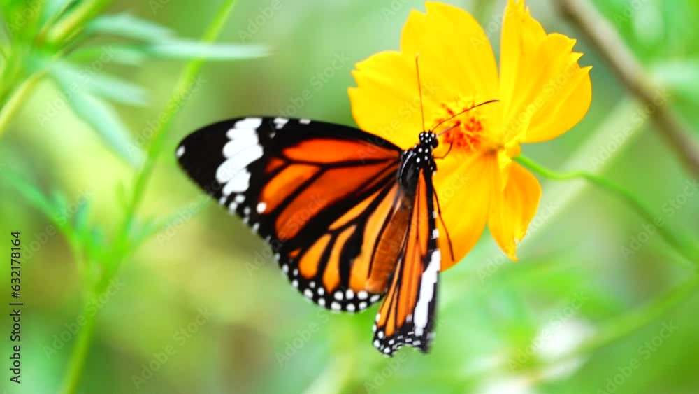 4K Thai butterfly in garden garden summer flower and butterfly flower butterfly flower butterfly 4K Thai butterfly in garden garden summer flower and butterfly flower butterfly flower butterfly